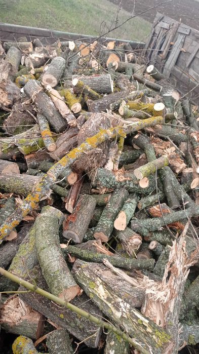 Дрова пиляні /не пиляні твердих порід,від 5 М³