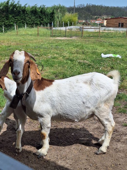 Vendo Cabras boer fêmeas