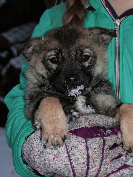 Цуцики у найкращі ручки