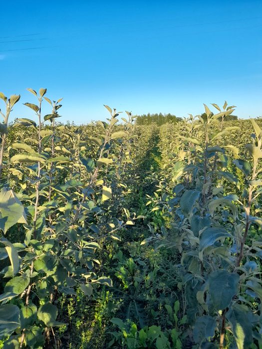 Kwalifikowana Szkółka Drzew, Krzewów Ozdobnych i Owocowych