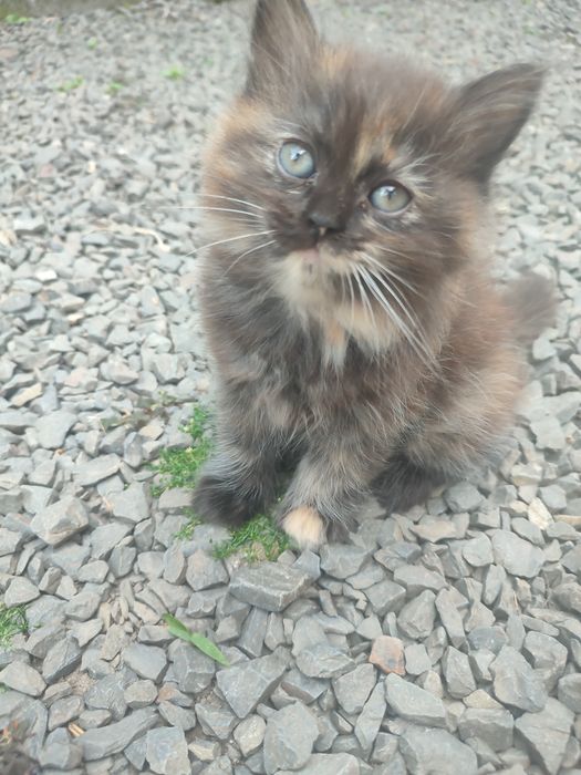 Віддам котиків малих