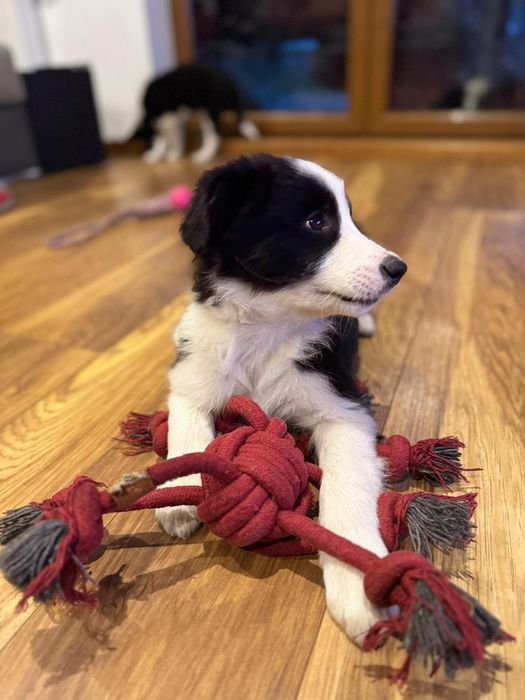 Piesek Border collie FCI