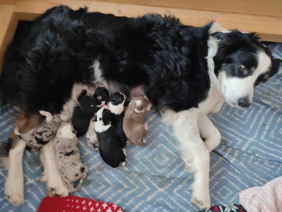 sunia tricolor border collie FCI