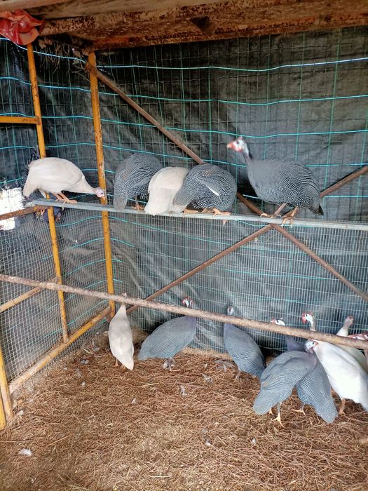 Pavões Diretamente do criador e outros