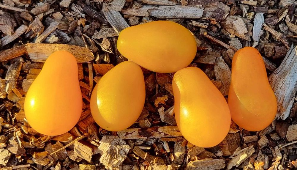 pomidor Megagroniasty Żółty nasiona kolekcjonerskie