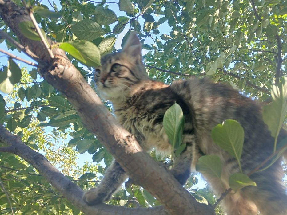 кошеня в добрі руки