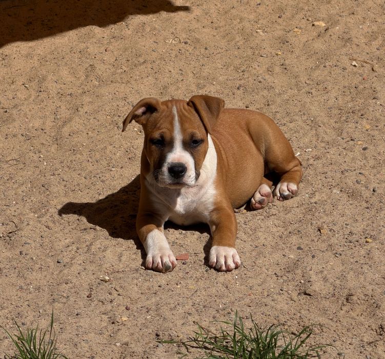 Amstaff ZKwP FCI