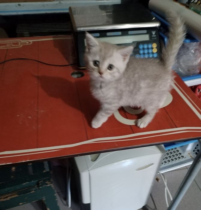 Gato scottish straight