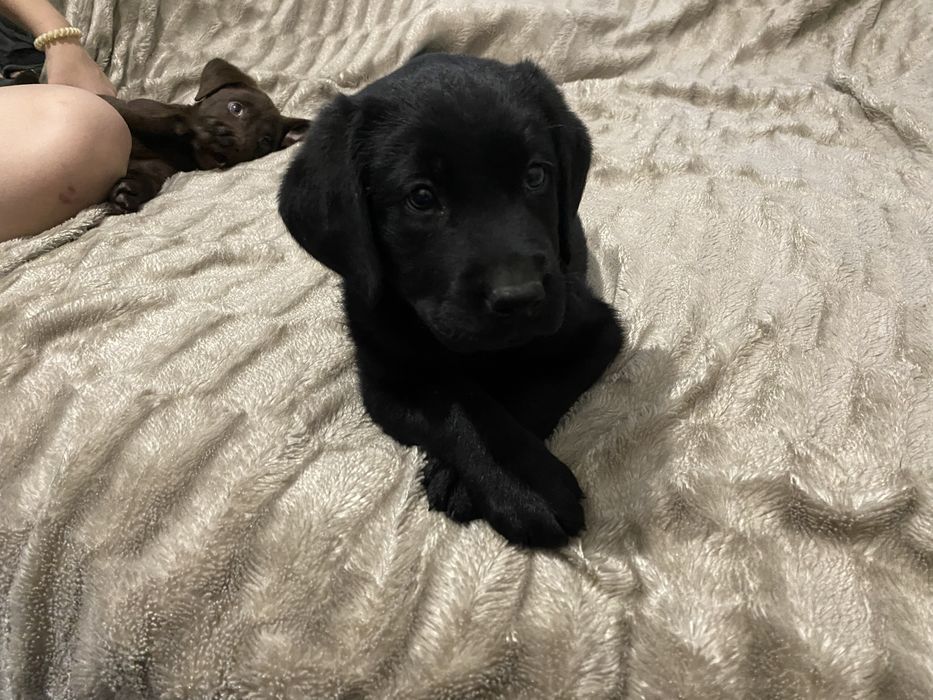 Цуценя лабрадора бронюваня