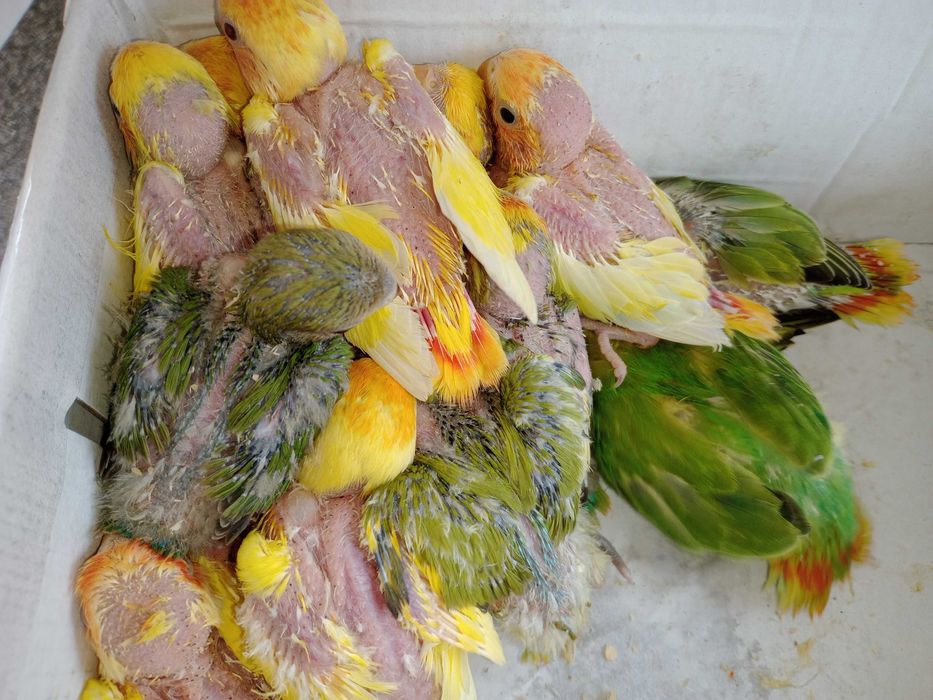 Vendo  agapornis bebés meiguinhos
