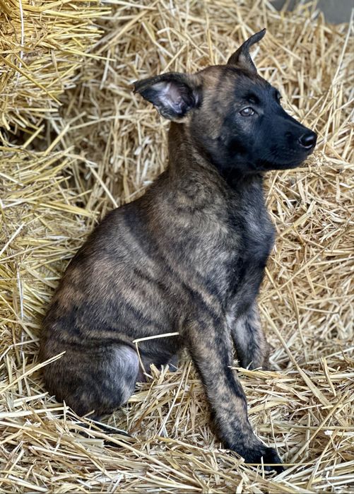 Пацан! Голландская овчарка!