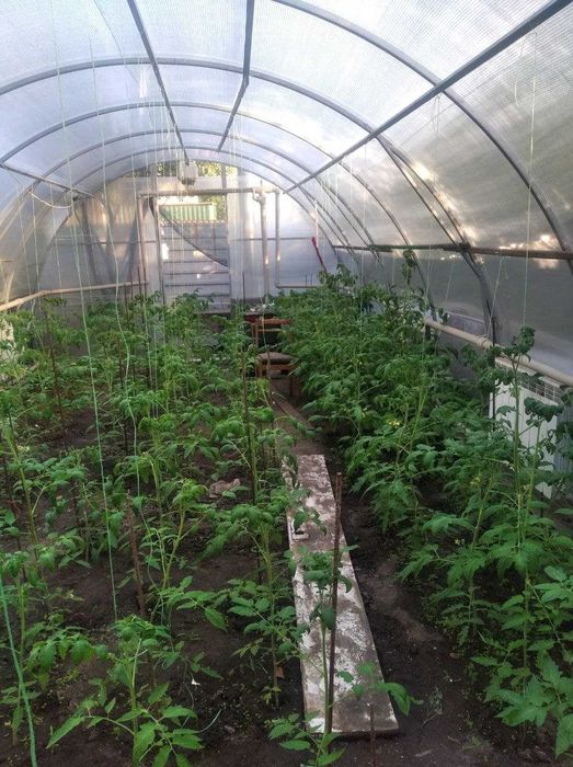 Продам отапливаемую теплицу готовый бизнес по выращиванию зелени .