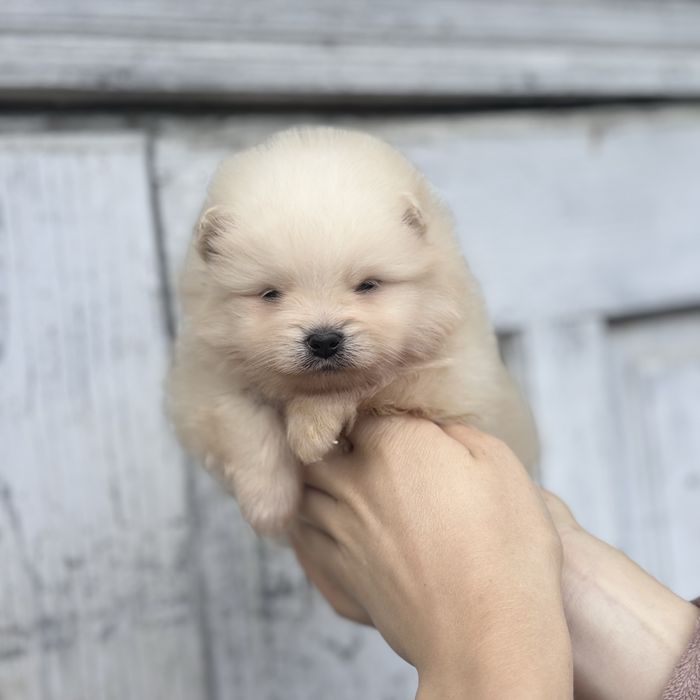 чудова дівчинка шоу классу