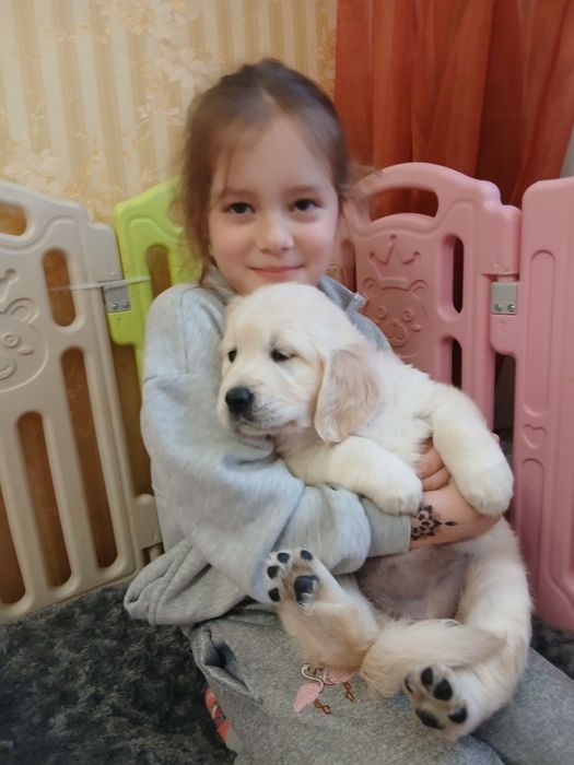 цуценята голден ретривера