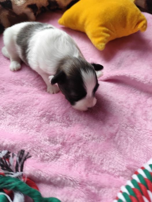 Papillon  piesek  ZKwP/FCI