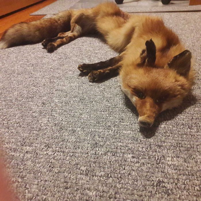 Lisi szal naturalny rudy