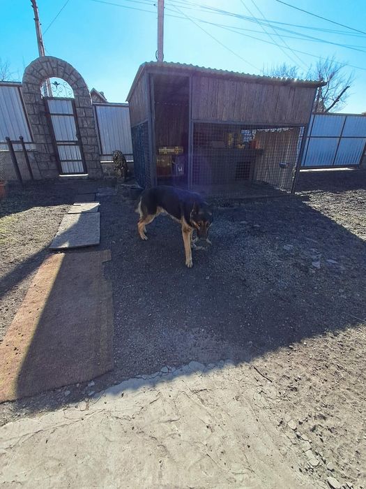 Німецькі вівчарка в добрі руки