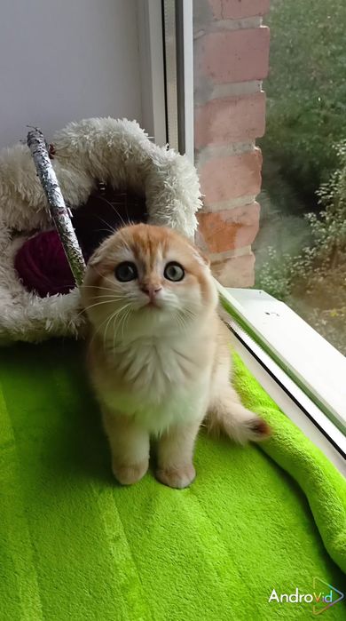 Найніжніший висловухий котик золота шиншила