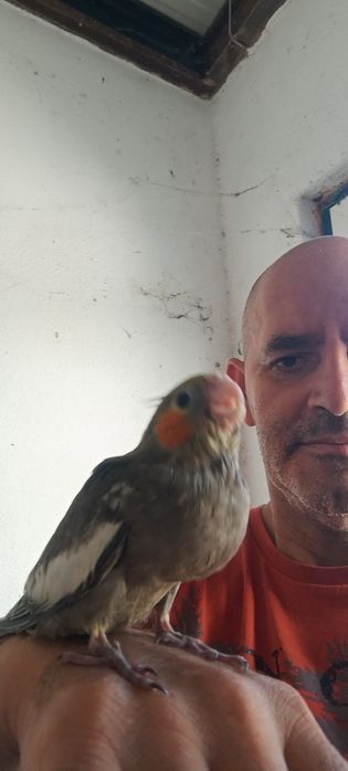 Vendo caturras bebés