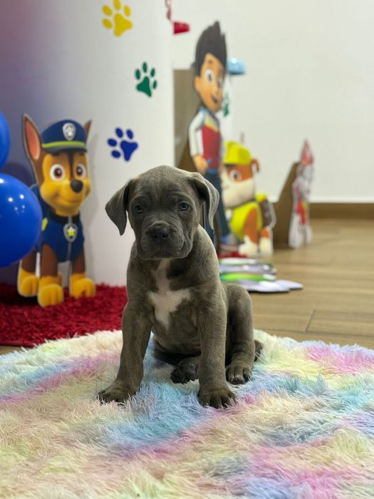 Cane corso macho