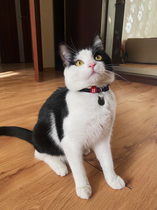 Віддам кішку в добрі руки