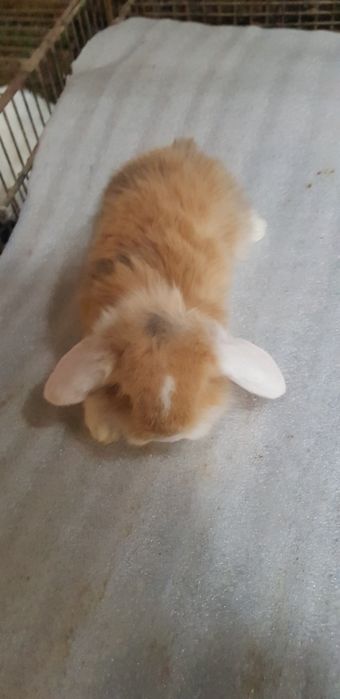 Kit coelhos anoes orelhudos puros na minha criacao na Benedita