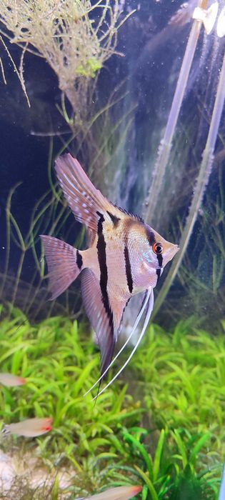 Skalar Pterophyllum Altum Rio nanay