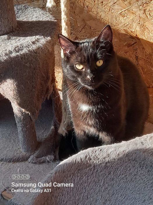 Отдам бесплатно котят.7 мес.