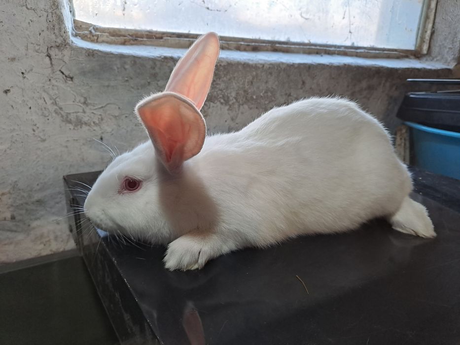 Термонска біла,кролики