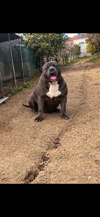 american bully XL