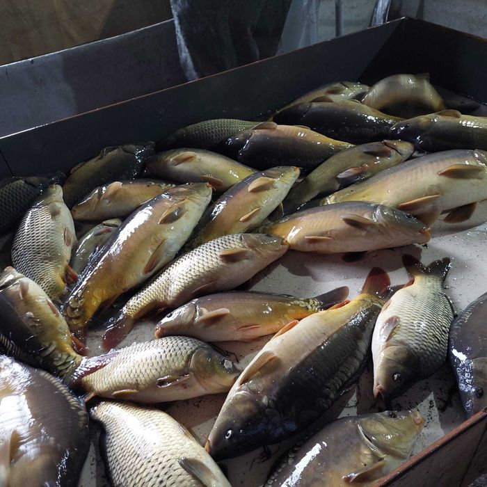 Karp handlowy 1-2,5kg Byszew/łódzkie hurt/detal