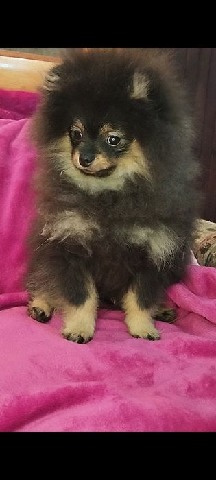 Померанський шпіц хлопчик