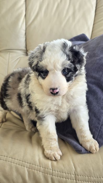 Border Collie Blue Merle Macho (olho azul/olho verde)