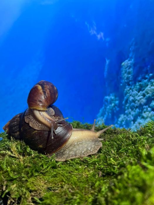 Равлики Ахатина Херсон