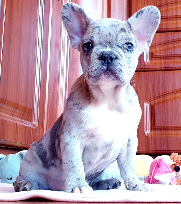 Urocza sunia buldog francuski