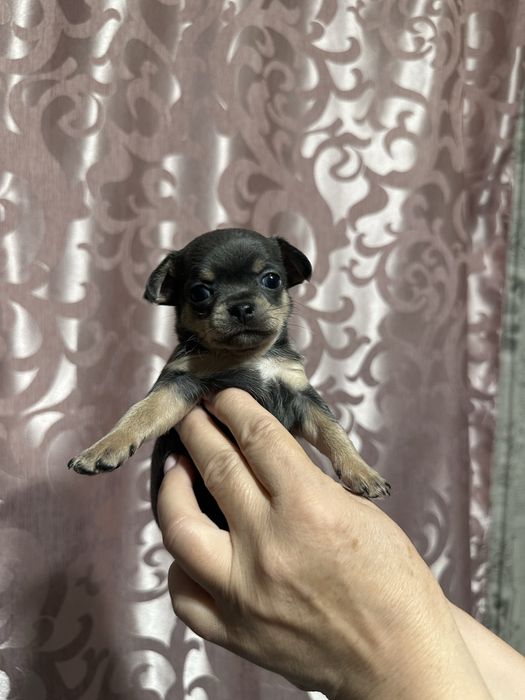 продамо цуциків чіхуахуа