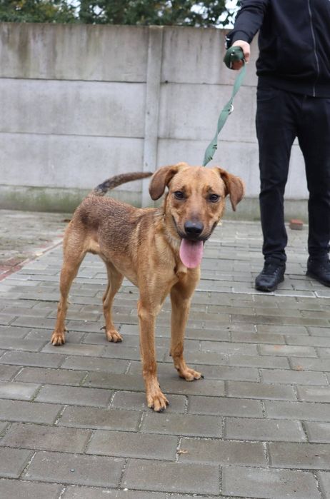 Milo śliczny roczny piesek