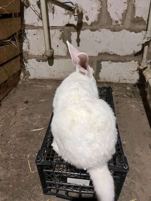 Продавм кроля на племя