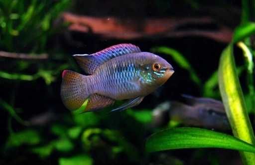 Akara cętkowana - Laetacara curviceps
