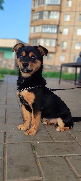 Безкоштовно собачка Булочка