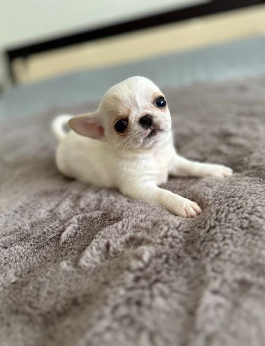 Chihuahua macho mini