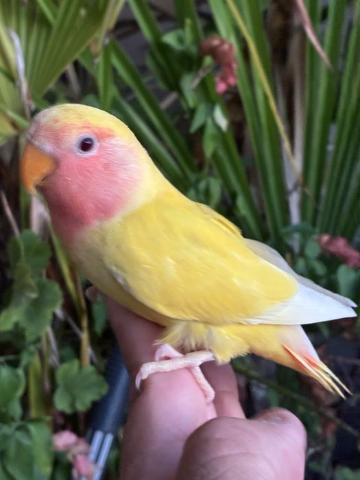 Agapornis domesticado