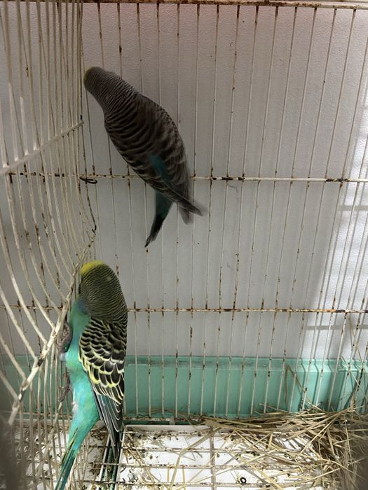 Vendo 2 casais de piriquitos