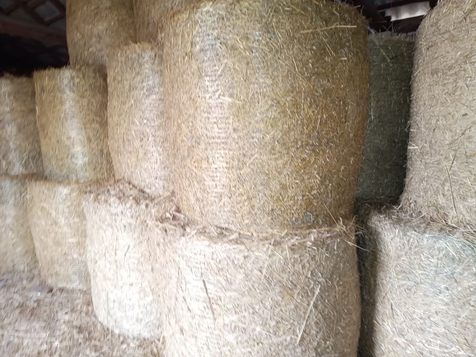 Słoma w belach po prasie pasowej