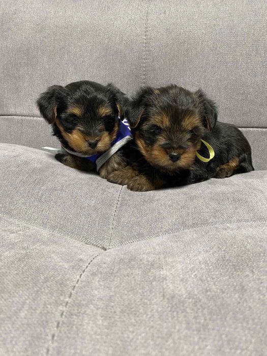 Маленькі чисторовні йорки