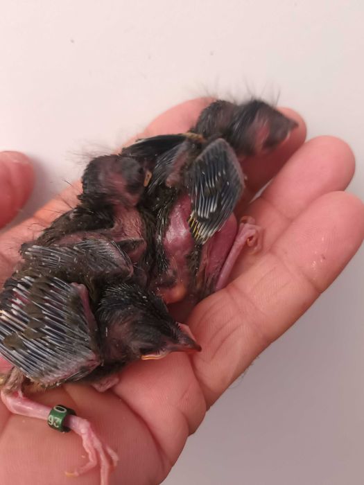 Casal de  aves anilhadas  2025 /2026 Outras aves