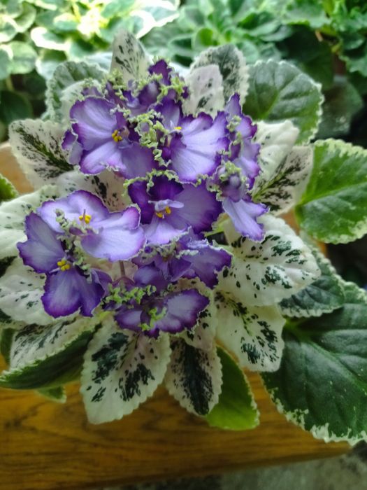 Продам квітучі фіалки. Не потрібна пересадка, на готовому поливі,.