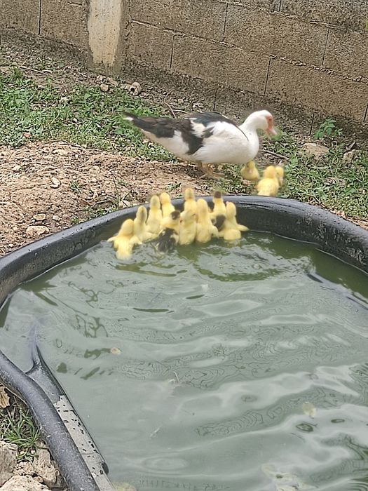 Patos nascidos a 30.05.2026