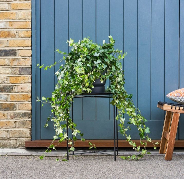 Плющ звичайний, вічнозелений