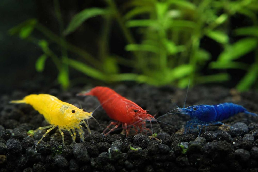 Camarões Neocaridina Red, Yellow e Blue – Saudáveis e de Excelente Qualidade